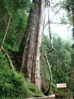 中國歷代神木園區-6號神木-約西元前551年(孔子年代)