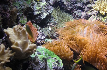 芝加哥景点：谢德水族馆