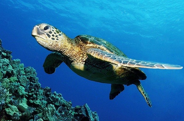 关岛景点：海底世界水族馆