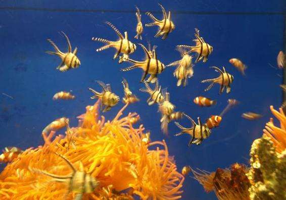 
	 热那亚水族馆旅游