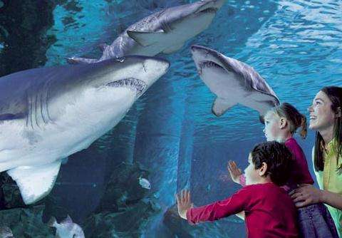 
	 卡托利卡水族馆