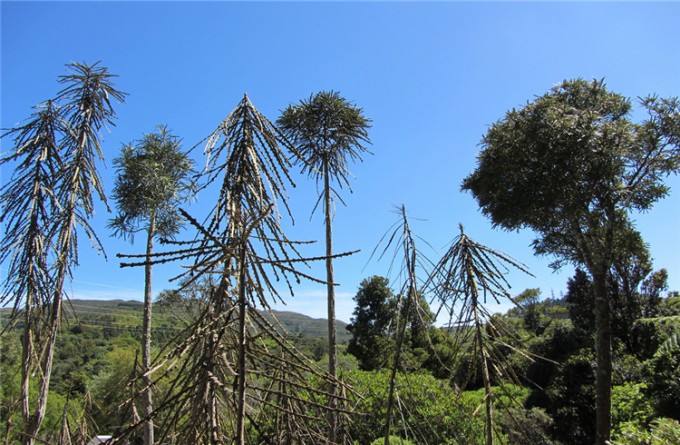 奥塔里植物园_惠灵顿_新西兰