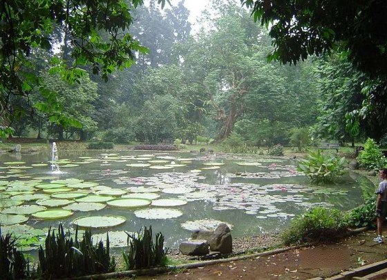 	 茂物植物园旅游