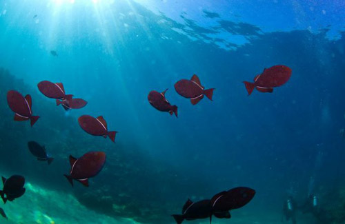 潜入夏威夷海底的沉船世界图片