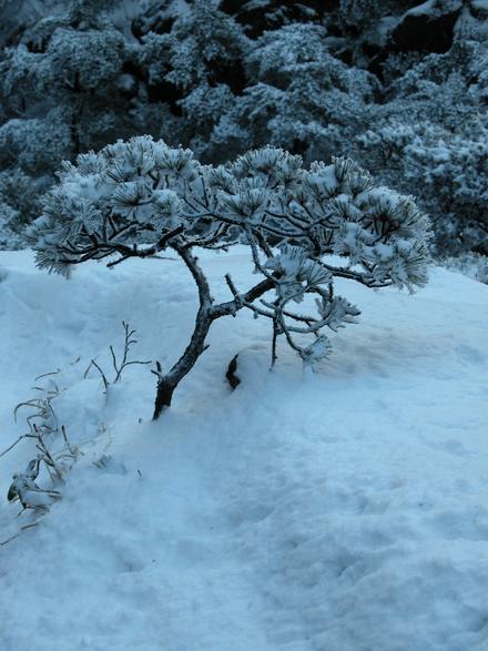 腊冬黄山：雪景、雾凇、云海