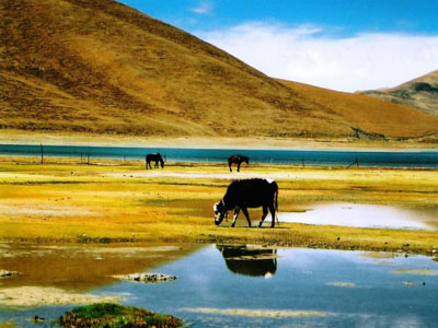 冬季西藏旅游 高调美景低调价格图片