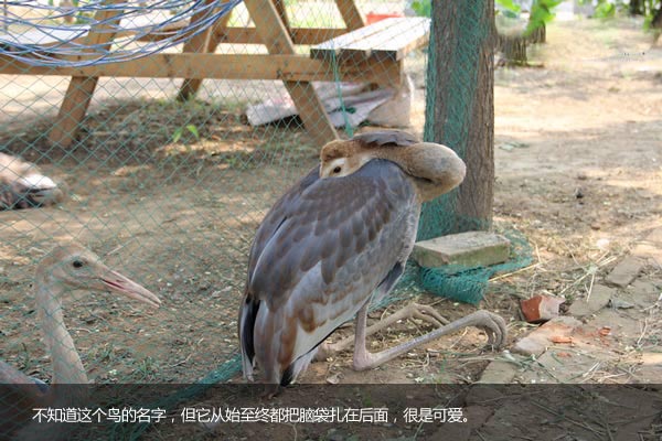 北京国际汽车露营公园里的动物们