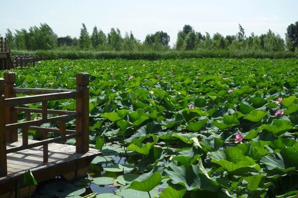 延庆野鸭湖湿地：赏荷花 观野鸭