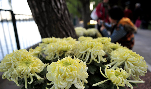 菊花文化节开幕 北海公园赏菊小贴士