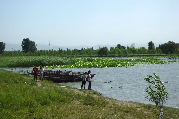 延庆野鸭湖湿地：赏荷花 观野鸭