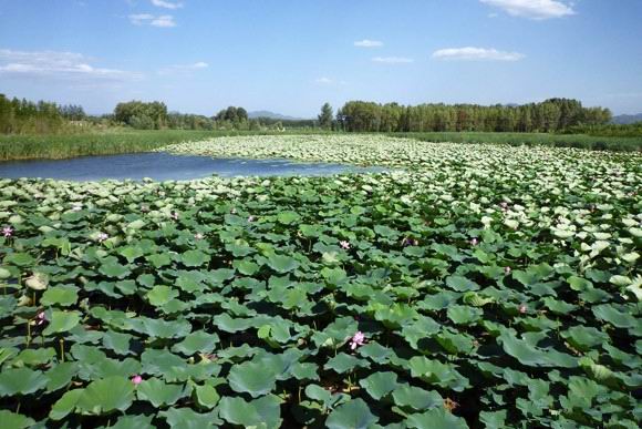 延庆野鸭湖湿地：赏荷花 观野鸭