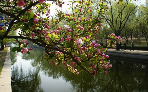 海棠花赏花小常识